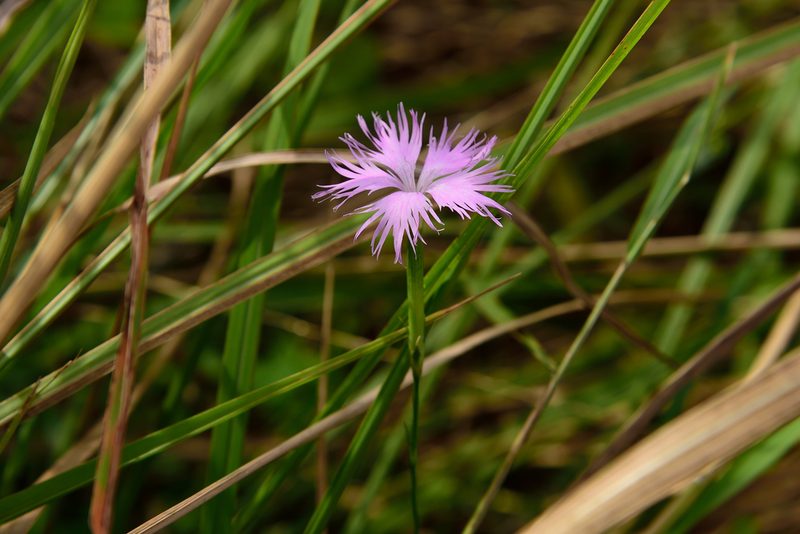 Dianthus longicalyx, photographed by 國立臺灣博物館