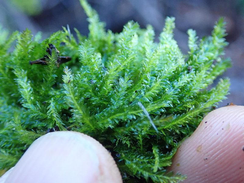 Plagiothecium laetum, photographed by Randal