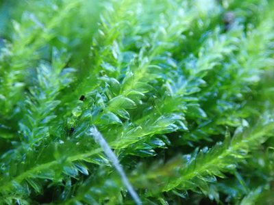 Plagiothecium laetum, photographed by Randal