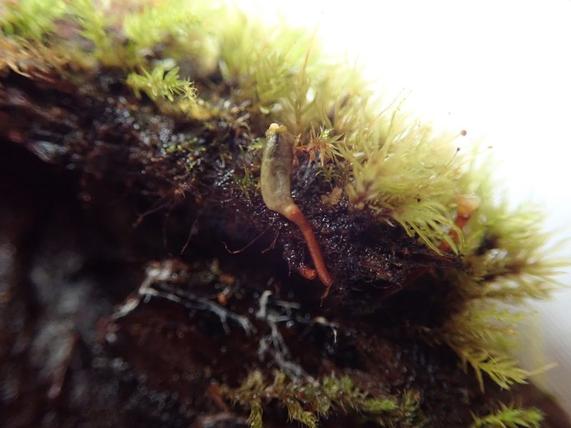 Buxbaumia piperi, photographed by Randal
