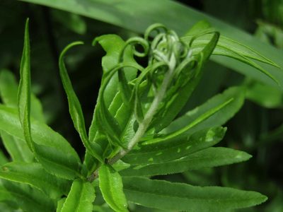 Pityrogramma trifoliata, photographed by Ezequiel Vera