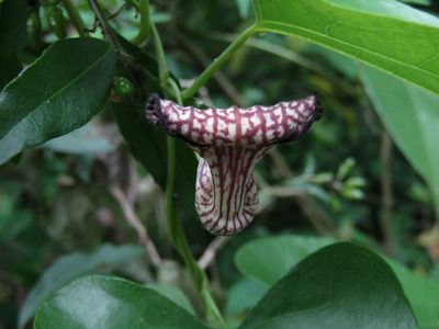 Aristolochia triangularis, photographed by Ezequiel Vera