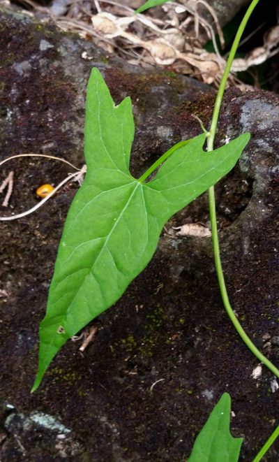 Calystegia marginata, photographed by Peter de Lange