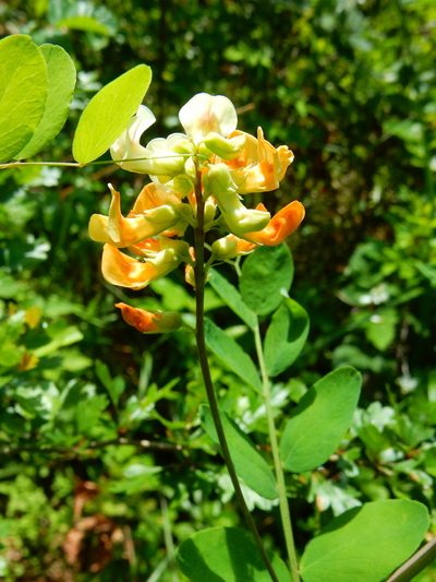 Lathyrus holochlorus, photographed by Ed Alverson