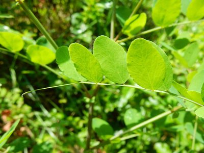Lathyrus holochlorus, photographed by Ed Alverson