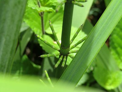 Equisetum giganteum, photographed by Ezequiel Vera