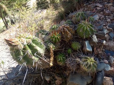 Lobivia bridgesii, photographed by Alfredo F. Fuentes Claros