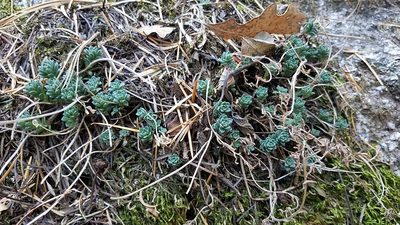 Sedum cockerellii, photographed by Alan Rockefeller