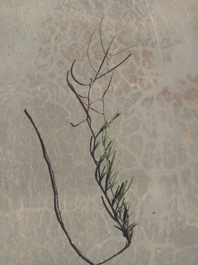 Mostacillastrum orbignyanum, photographed by Alfredo F. Fuentes Claros
