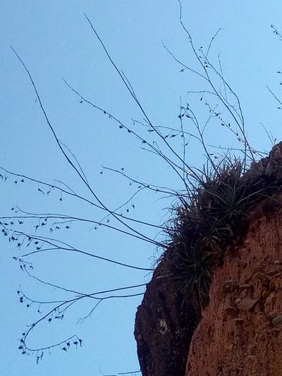 Puya cochabambensis, photographed by Alfredo F. Fuentes Claros