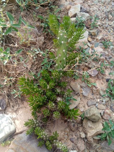 Tephrocactus verschaffeltii, photographed by Alfredo F. Fuentes Claros