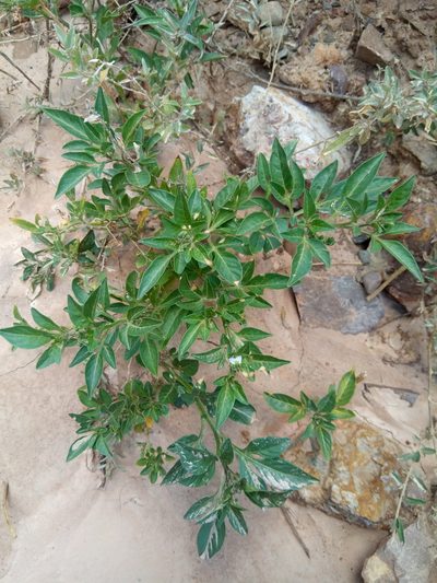 Solanum palitans, photographed by Alfredo F. Fuentes Claros