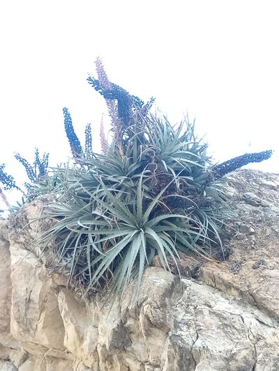 Puya meziana, photographed by Alfredo F. Fuentes Claros