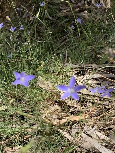 Wahlenbergia luteola, photographed by Dylan Wishart