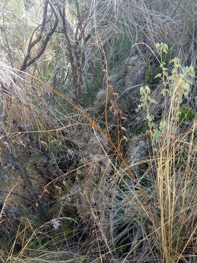 Puya cochabambensis, photographed by Alfredo F. Fuentes Claros