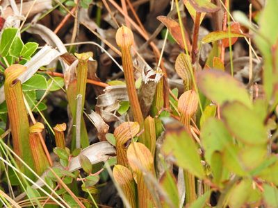 Sarracenia rubra, photographed by sudomir