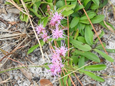Carphephorus bellidifolius, photographed by sudomir