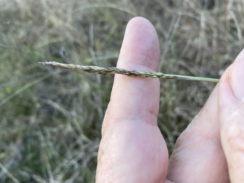 Sporobolus compositus, photographed by Alan Weakley
