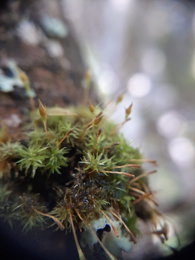 Macrocoma tenuis, photographed by Colin Meurk