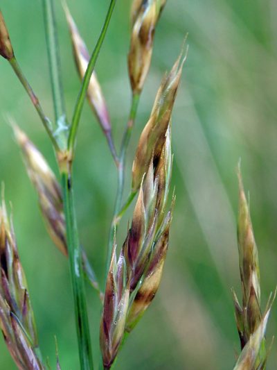 Festuca nigrescens, photographed by Peter de Lange