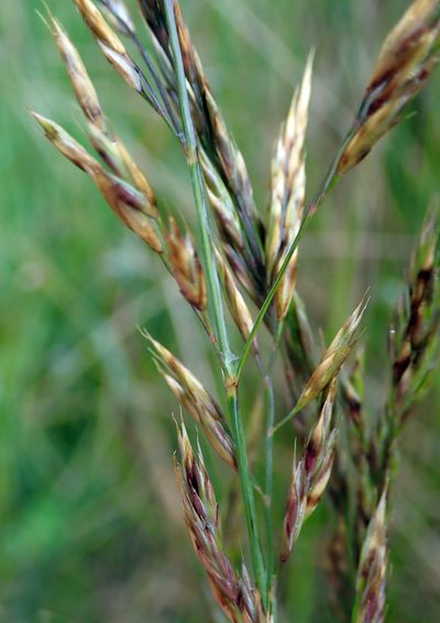 Festuca nigrescens, photographed by Peter de Lange