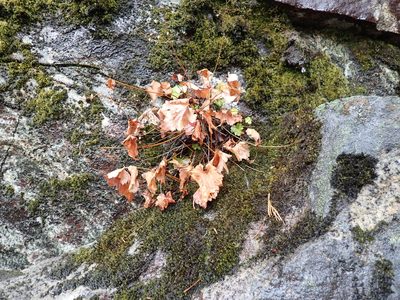 Heuchera glabra, photographed by John Brew