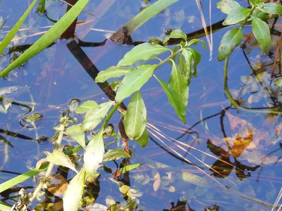 Hydrolea uniflora, photographed by Sam Kieschnick