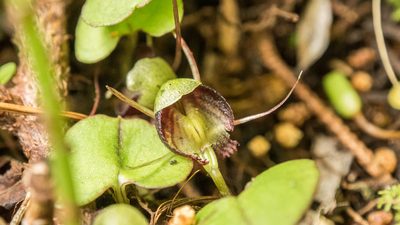 Corybas trilobus, photographed by Cara-Lisa Schloots