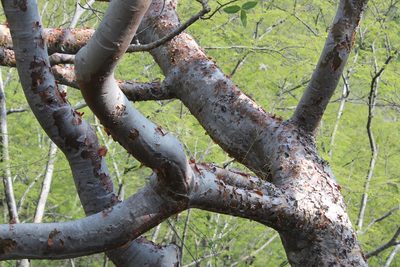 Bursera kerberi, photographed by Viacheslav Shalisko