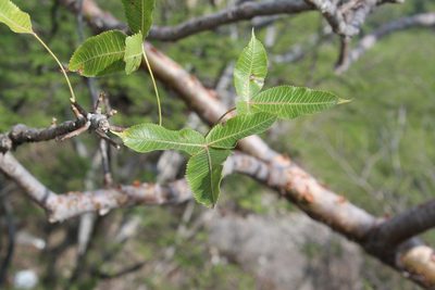 Bursera kerberi, photographed by Viacheslav Shalisko