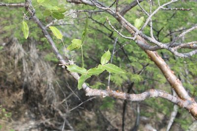 Bursera kerberi, photographed by Viacheslav Shalisko