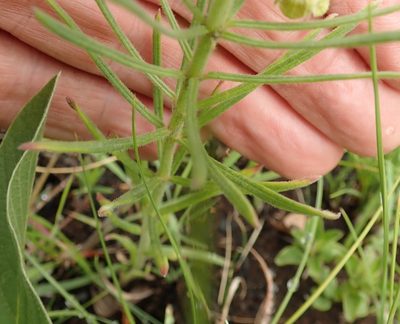 Miraglossum verticillare, photographed by Peter Warren