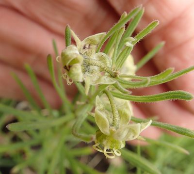 Miraglossum verticillare, photographed by Peter Warren