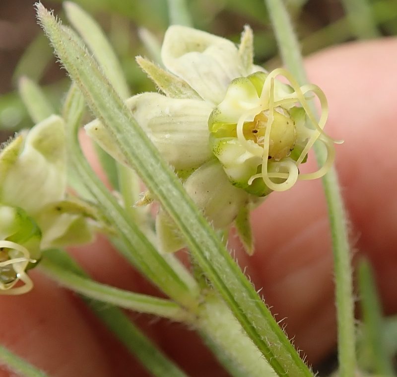 Miraglossum verticillare, photographed by Peter Warren