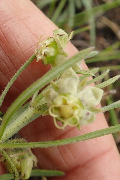 Miraglossum verticillare, photographed by Peter Warren