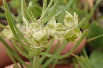 Miraglossum verticillare, photographed by Peter Warren