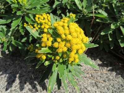 Ajania pacifica, photographed by Marco Mussita