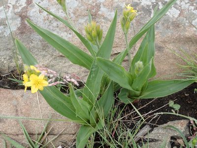 Hypoxis galpinii, photographed by Peter Warren