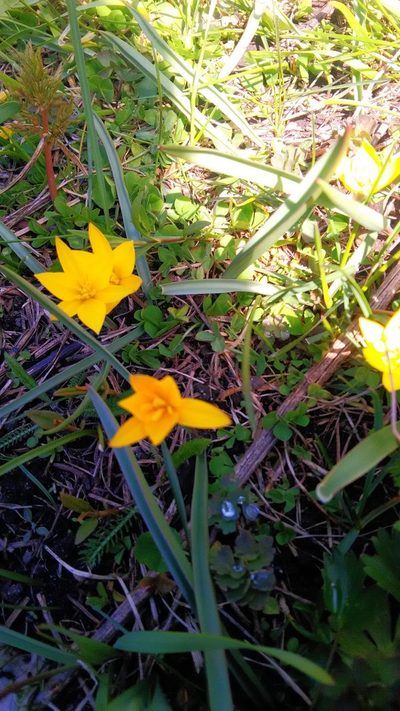 Tulipa dasystemon, photographed by Pavel Kirillov