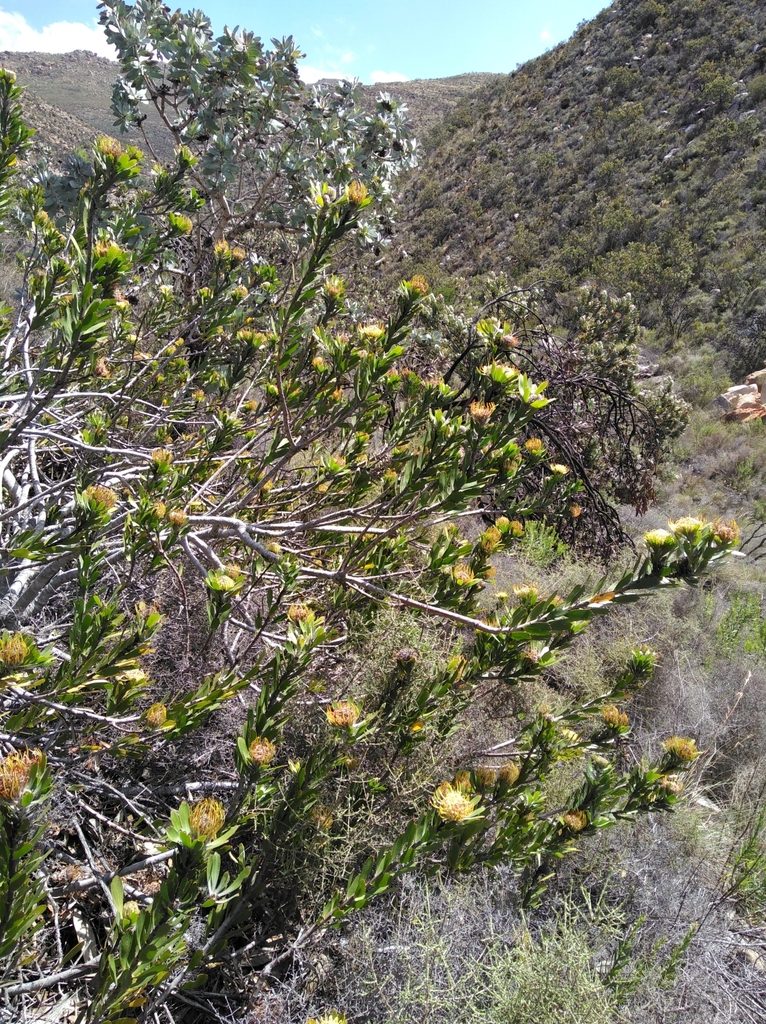 Leucospermum utriculosum, photographed by Brian du Preez