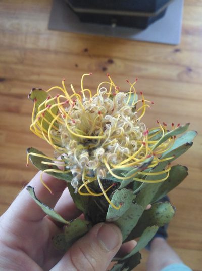 Leucospermum utriculosum, photographed by Brian du Preez