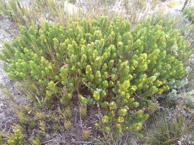 Aspalathus recurvispina, photographed by Brian du Preez