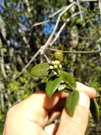 Rhoiacarpos capensis, photographed by Brian du Preez