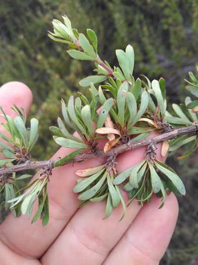 Cliffortia drepanoides, photographed by Brian du Preez