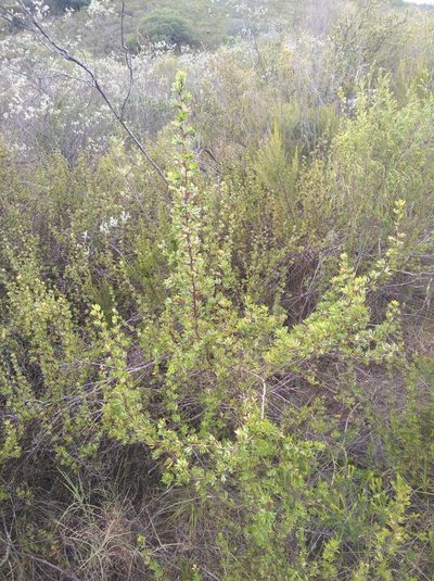 Cliffortia drepanoides, photographed by Brian du Preez