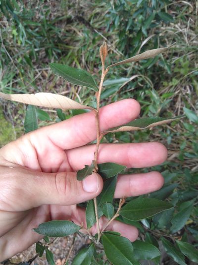 Trichocladus ellipticus, photographed by Brian du Preez