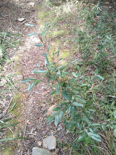 Trichocladus ellipticus, photographed by Brian du Preez