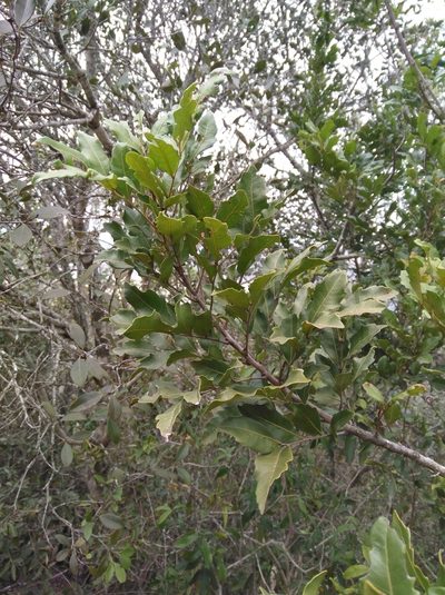 Smelophyllum capense, photographed by Brian du Preez