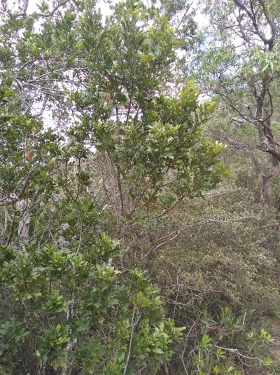 Smelophyllum capense, photographed by Brian du Preez