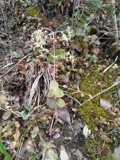 Crassula cordata, photographed by Brian du Preez